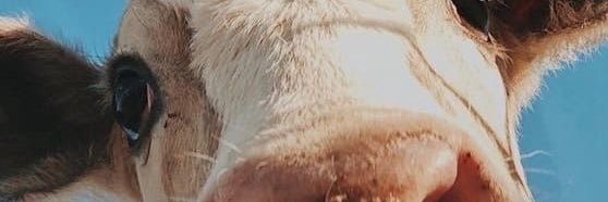 Cactus banner