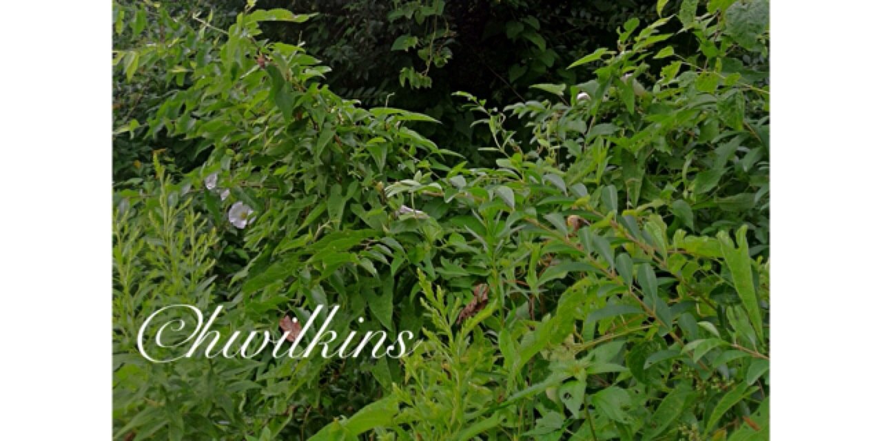 thatdudeHW's profile banner image