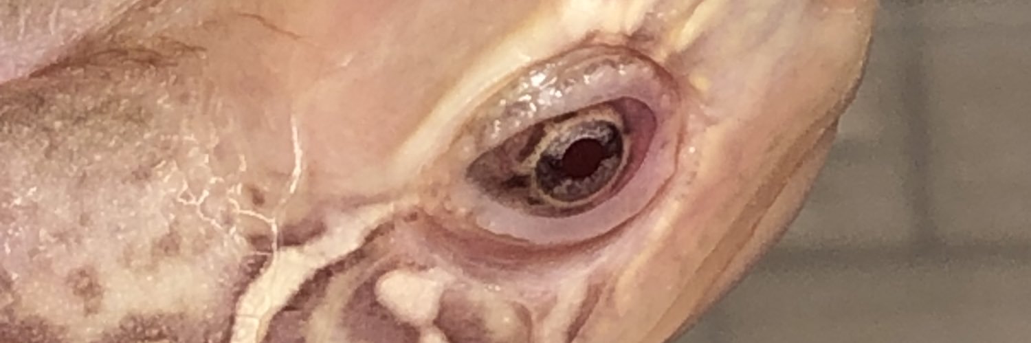 BP.ADDICT banner