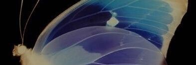 plumpbums's profile banner image