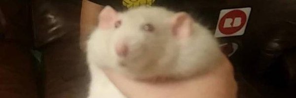 MMMouse6 Profile Banner