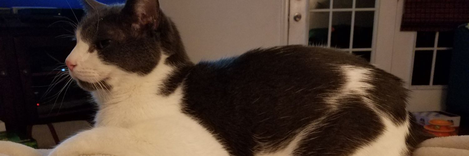 jasperthecat0's profile banner image
