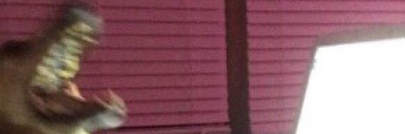 sdbs banner