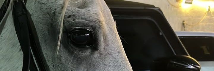 ع𝒜🐎 banner