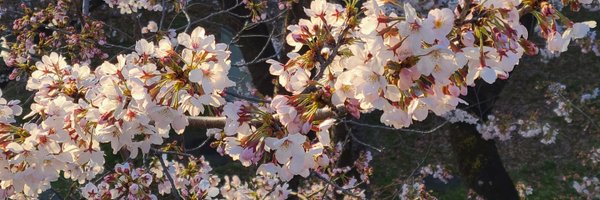 FukuromiQA Profile Banner
