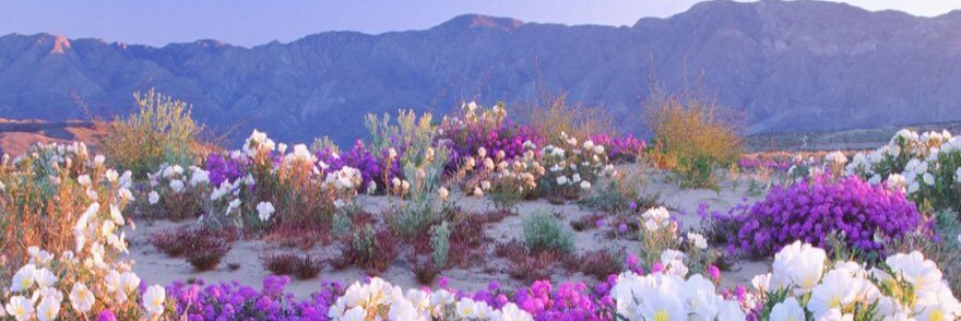 JodiAllard's profile banner image