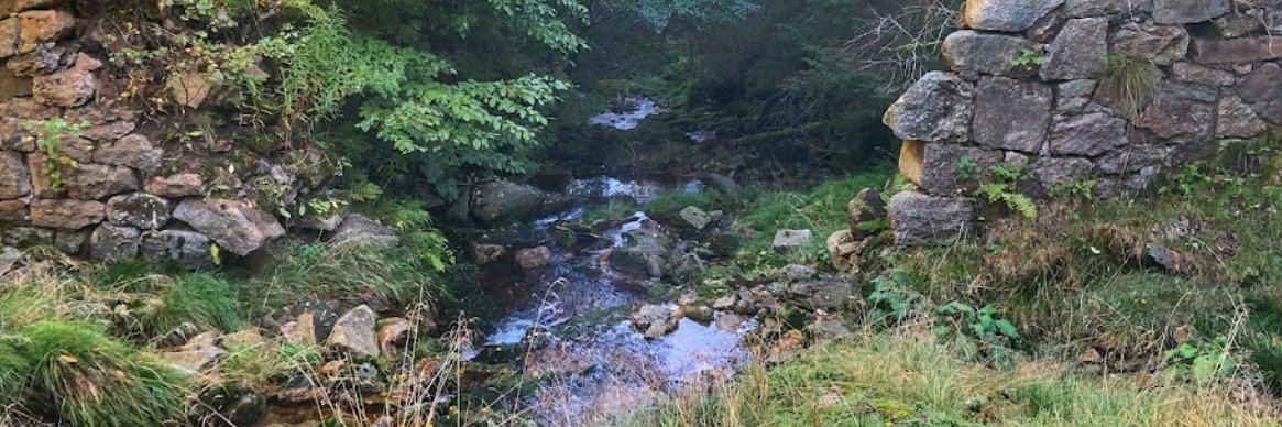 Rycerz Wolnego Rynku banner