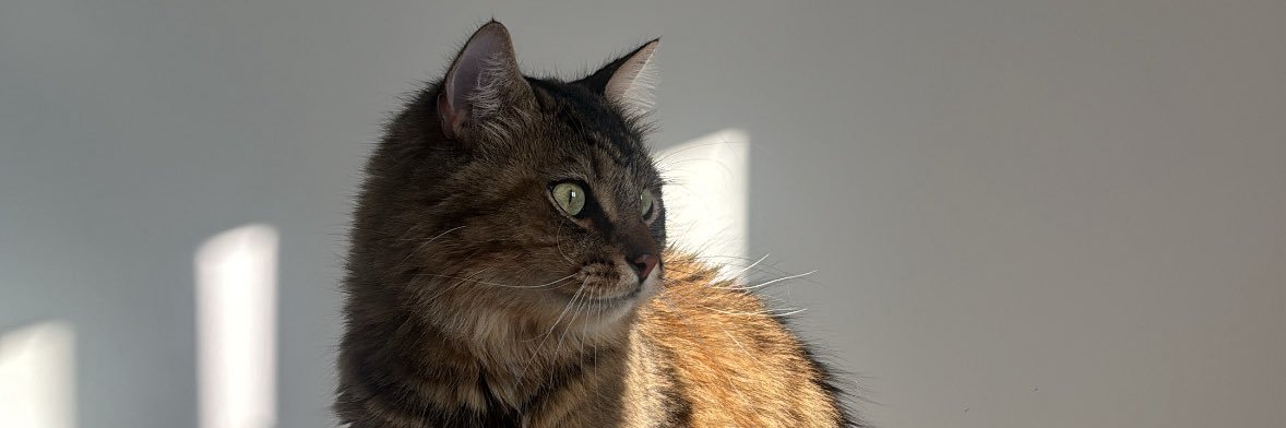 N’🇦🇴🇨🇩 banner