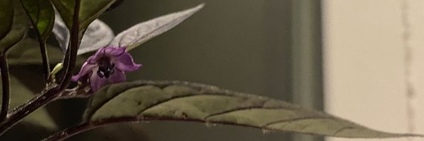 smalltinycat Profile Banner