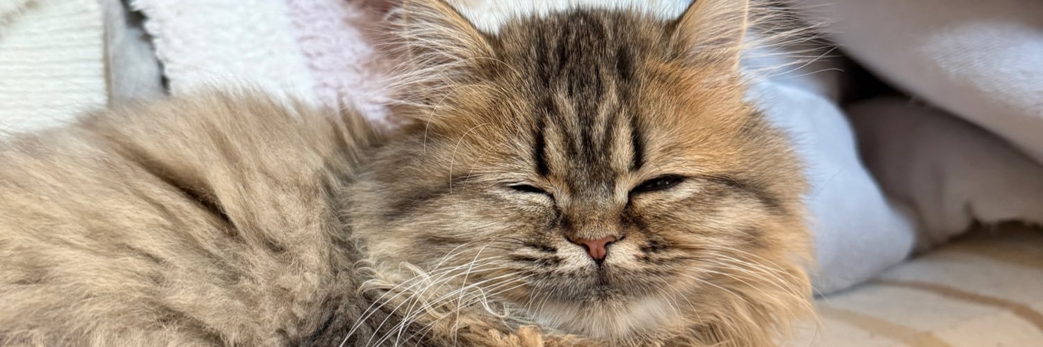 てれさ 👻 banner