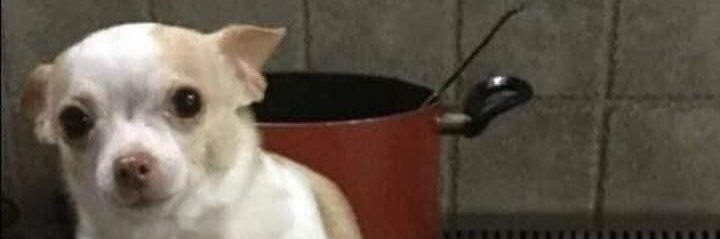 Fungynt's profile banner image