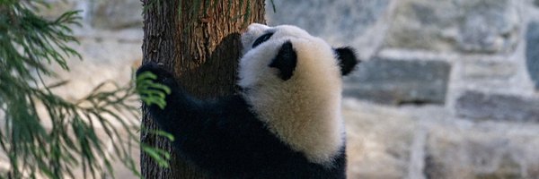 DCPandaCub4 Profile Banner
