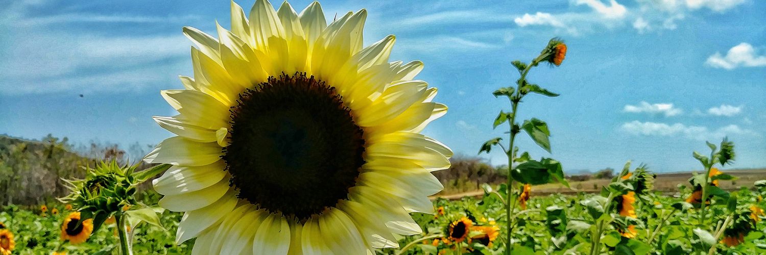 Gabjunel's profile banner image