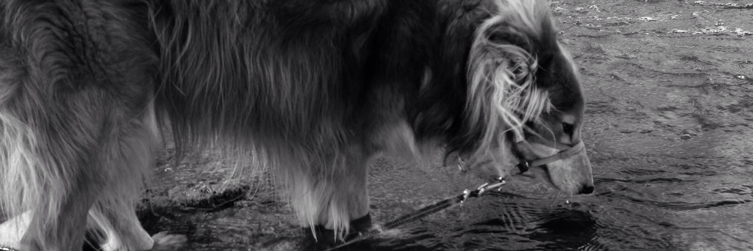 NuttyN1a's profile banner image