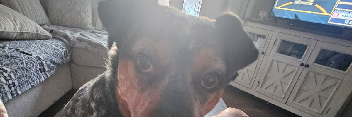 WaceyVolz's profile banner image