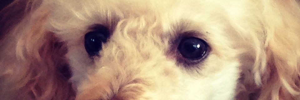 JuliTosone's profile banner image