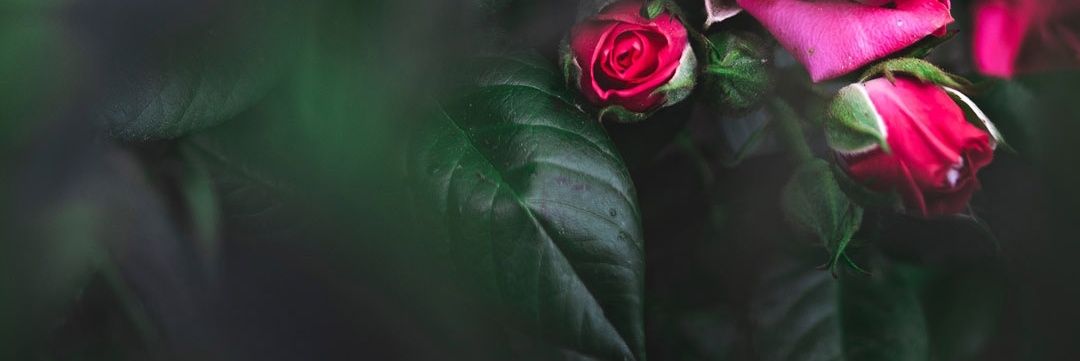 zariya_007's profile banner image