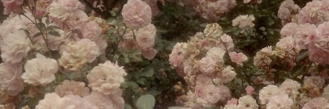 fallon ʚ ї ɞ banner