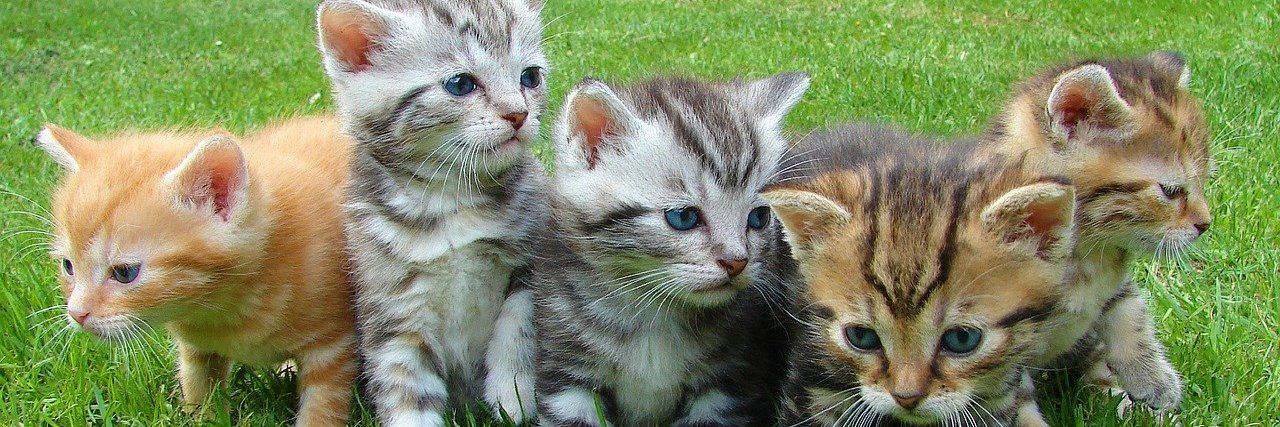 purrrchasse's profile banner image