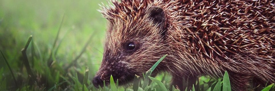 BCU Hedgehog Friendly Campus campaign banner