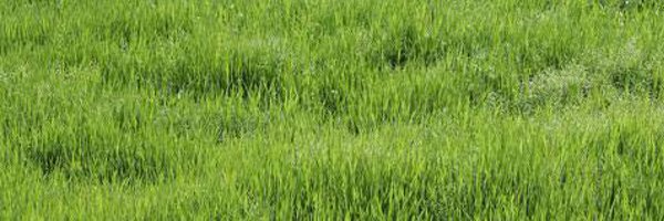 Uppertail Profile Banner