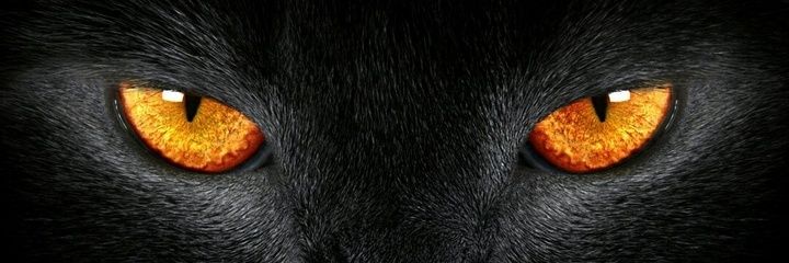 Wolverimes's profile banner image
