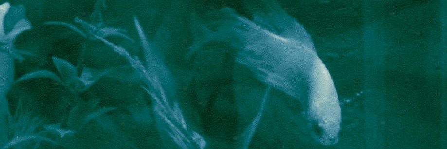 mardudaia's profile banner image