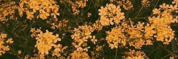 Annoying Spider banner