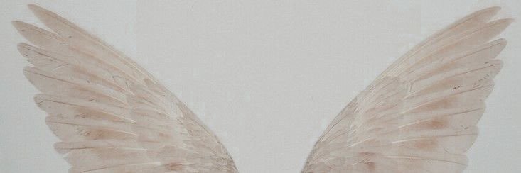 sol 🪽 banner