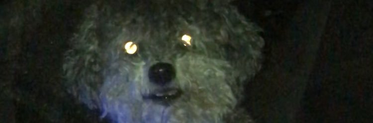 feshler banner