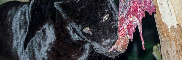 MELLOWPANTHER's profile banner image
