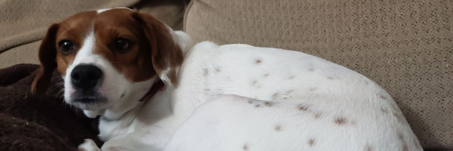 NallePatrick's profile banner image