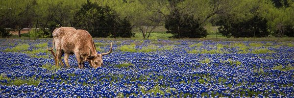 Hill_Ctry_Mkt Profile Banner