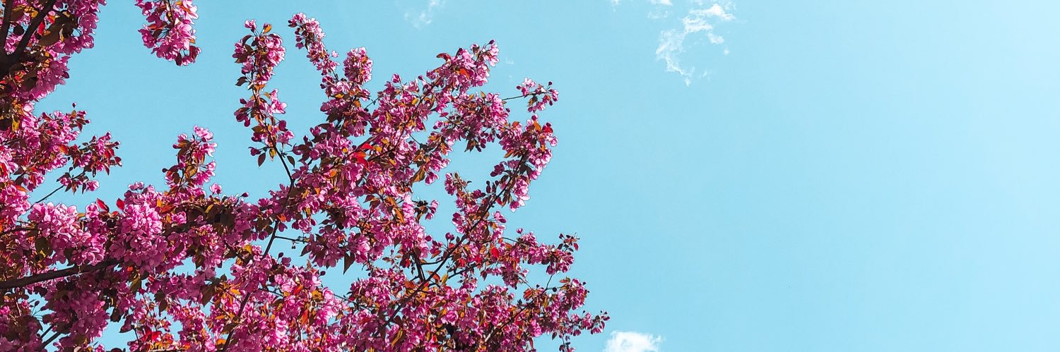 Ms Côté 🍎✨ banner