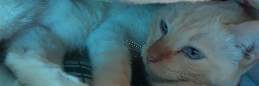 tiagons18's profile banner image