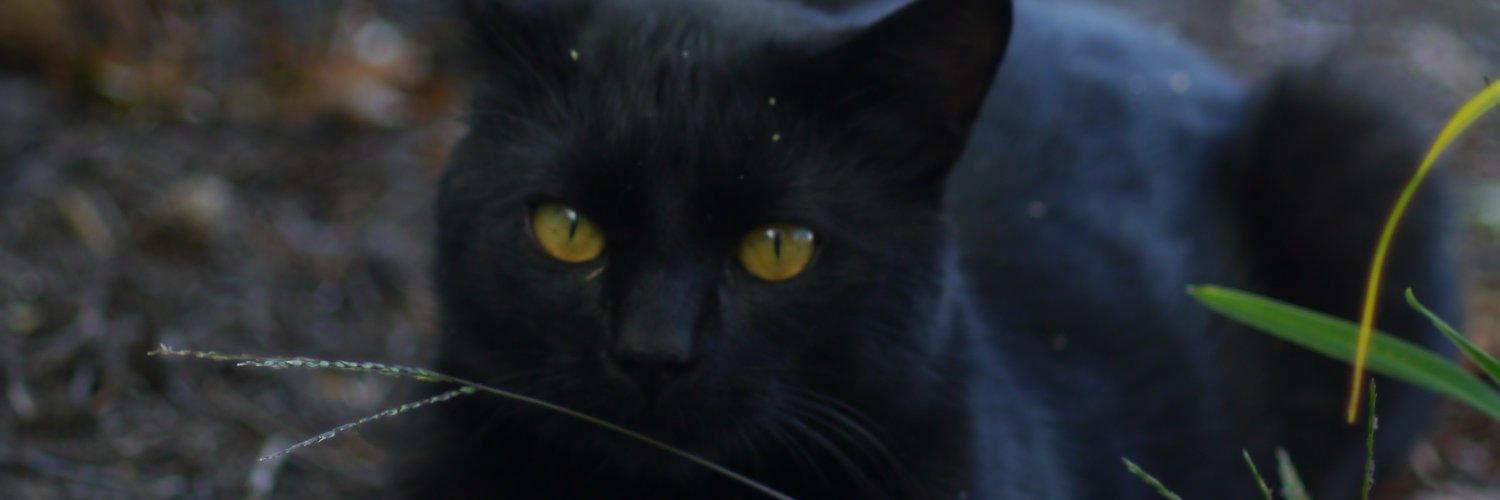 shepaintedfire_'s profile banner image