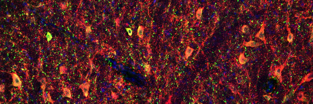 🌒Lady Dee, PhD🧠💀 banner