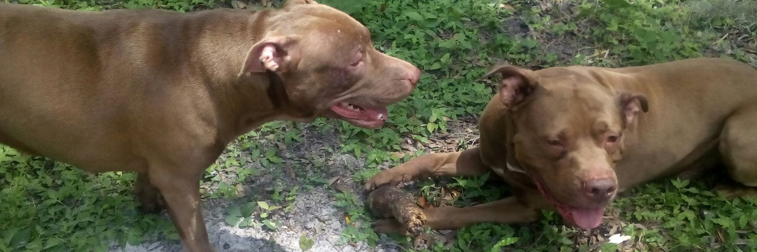 Negdogs Of War banner