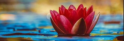 DivijaDali's profile banner image
