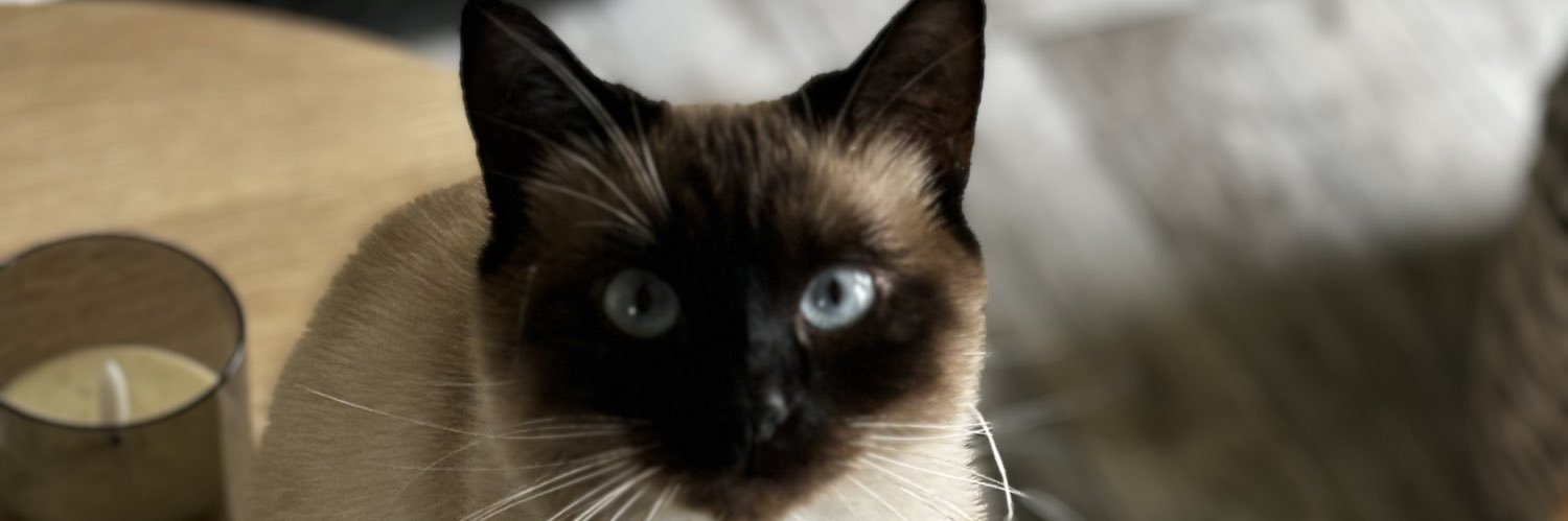Louaane__'s profile banner image
