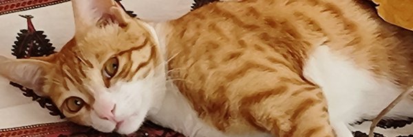 jazzyskull Profile Banner