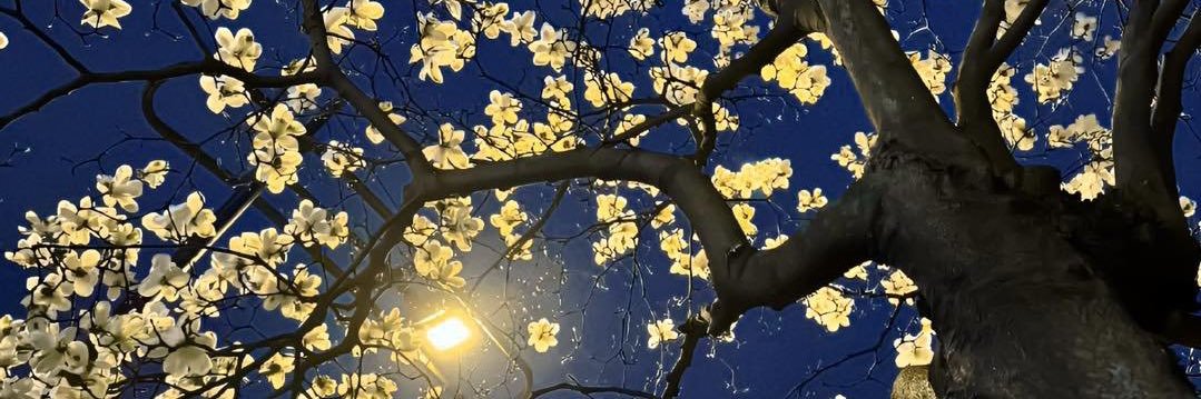 𝐀𝐧𝐧 🌼 banner