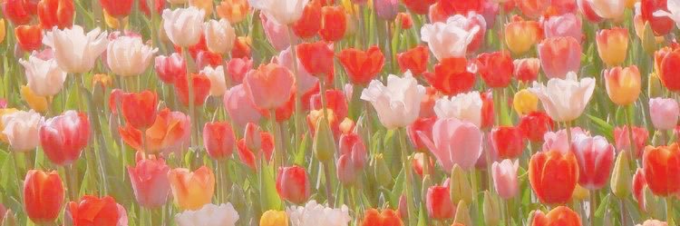 🌷 𝚆 𝚒 𝚒 🌷 banner