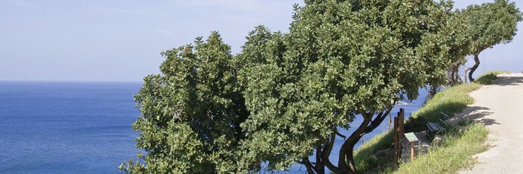 Greco Gum's banner