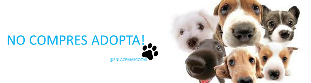 4ever banner