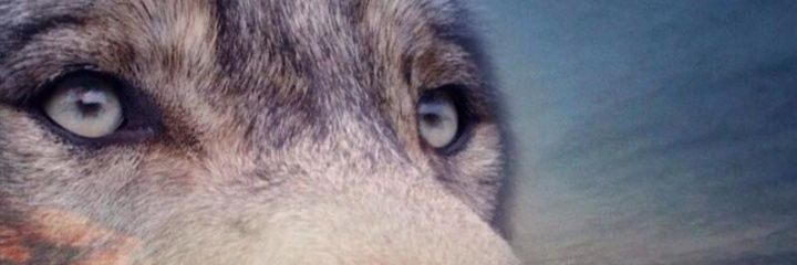 ВѣТРЪ's banner