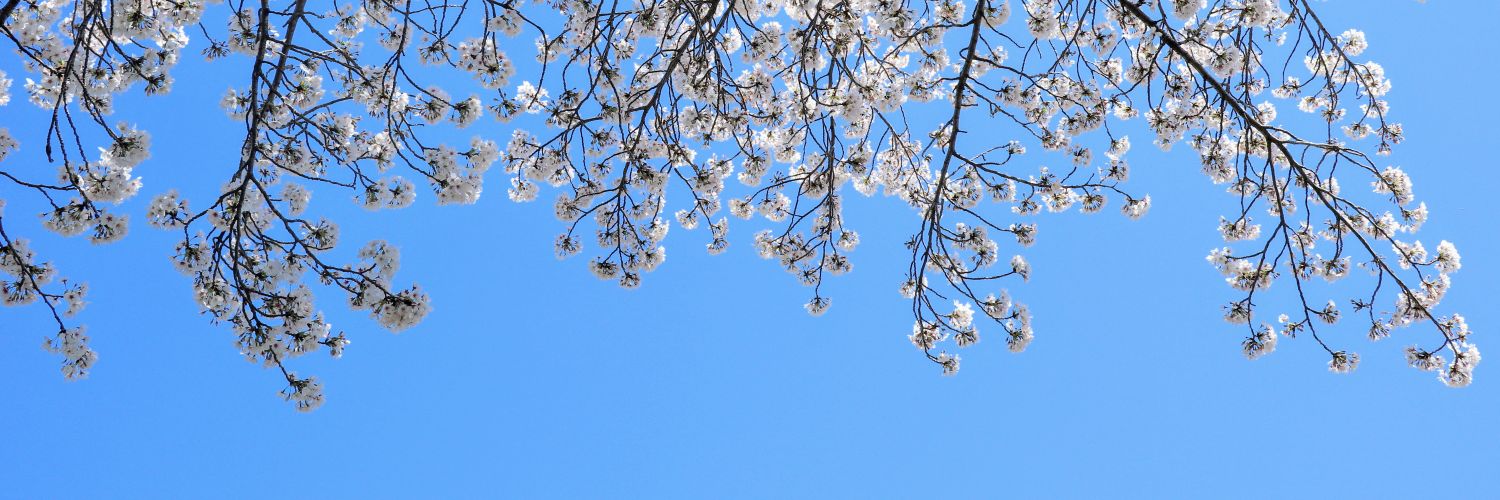 tsuzumint's profile banner image