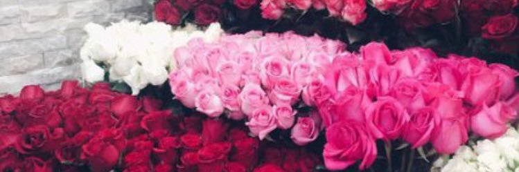 Shouq🐳 banner