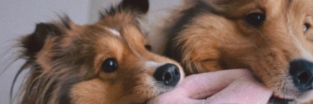 MintW(BentleyCartier.O) banner