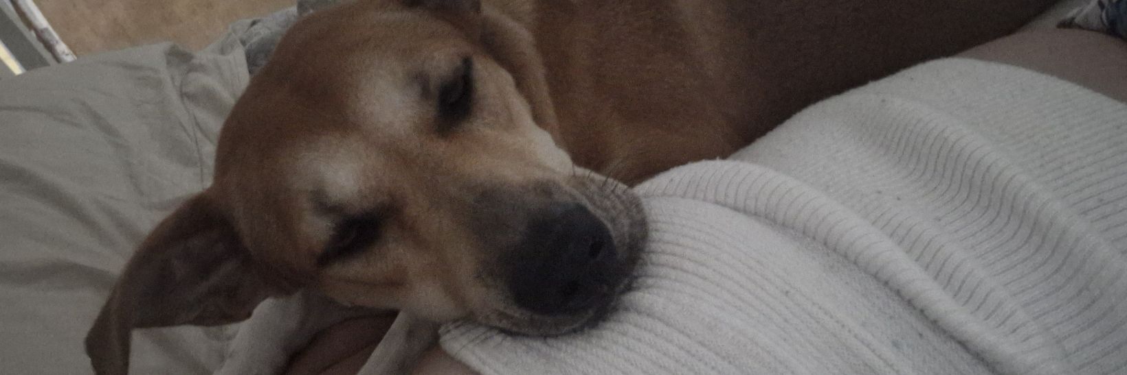 bdoopj's profile banner image